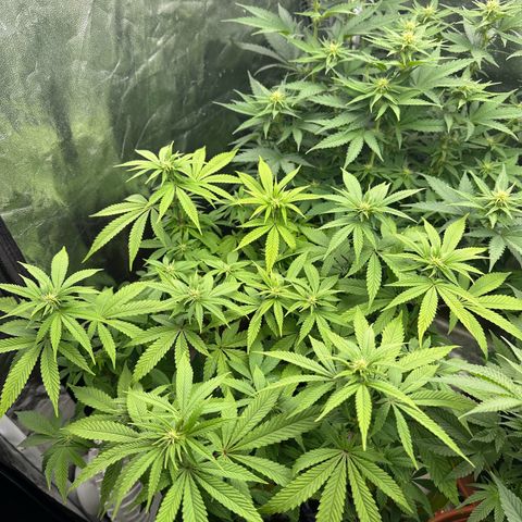 Liberty Haze growlog timeline photo