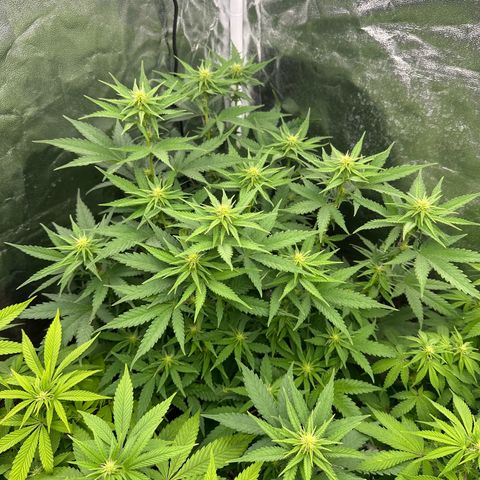 Blue Sunset Sherbert growlog timeline photo