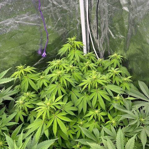 Gorilla Zkittlez growlog timeline photo