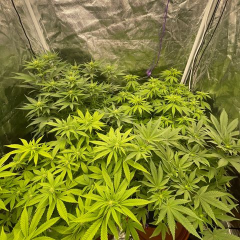 Liberty Haze growlog timeline photo