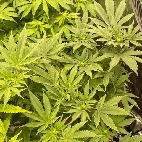 Liberty Haze growlog timeline photo