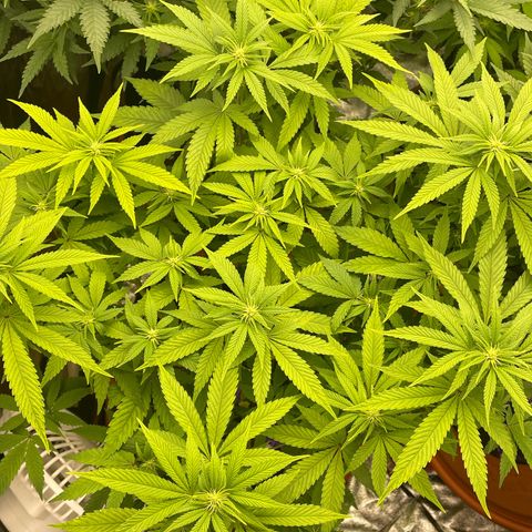 Liberty Haze growlog timeline photo