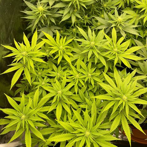 Liberty Haze growlog timeline photo