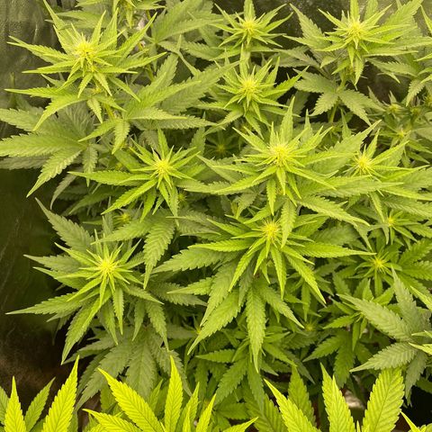 Blue Sunset Sherbert growlog timeline photo