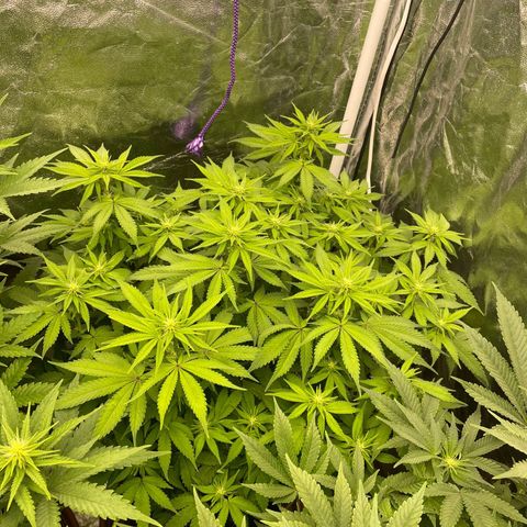 Gorilla Zkittlez growlog timeline photo