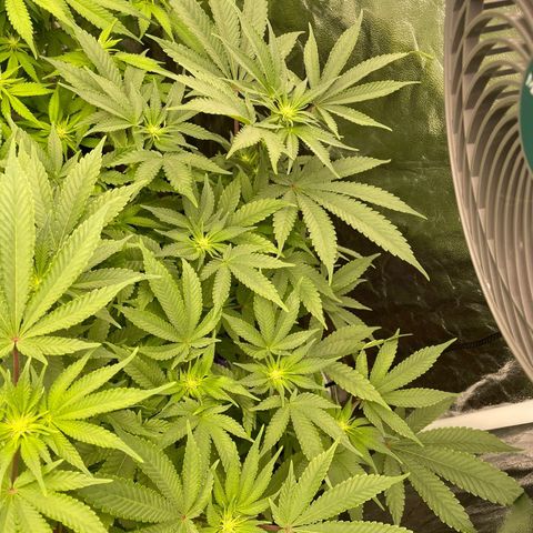 Runtz Muffin  growlog timeline photo