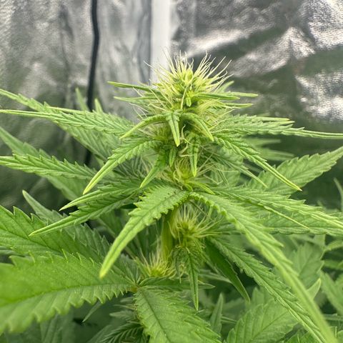 Blue Sunset Sherbert growlog timeline photo