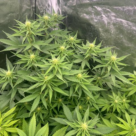 Blue Sunset Sherbert growlog timeline photo