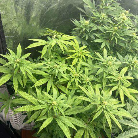 Liberty Haze growlog timeline photo