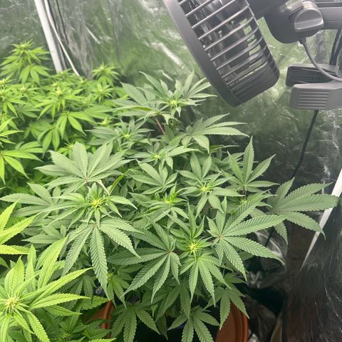Runtz Muffin  growlog timeline photo