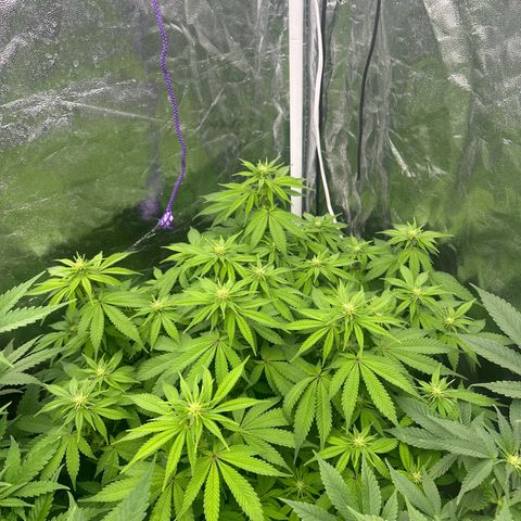 Gorilla Zkittlez growlog timeline photo