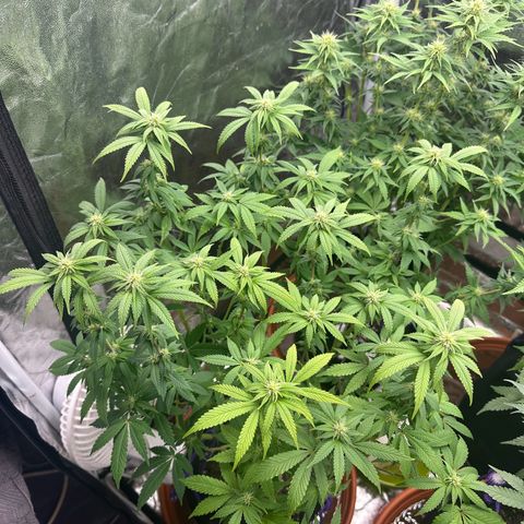 Liberty Haze growlog timeline photo