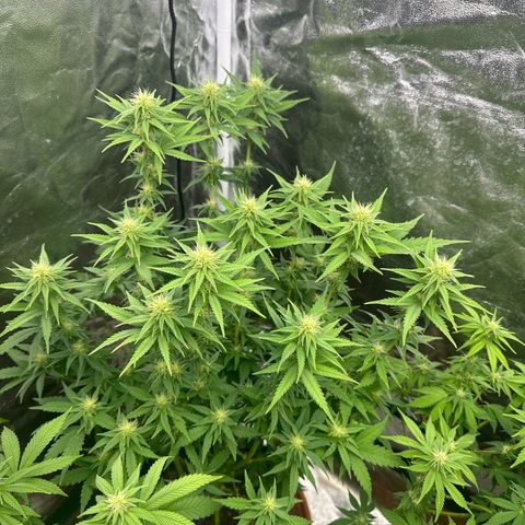 Blue Sunset Sherbert growlog timeline photo
