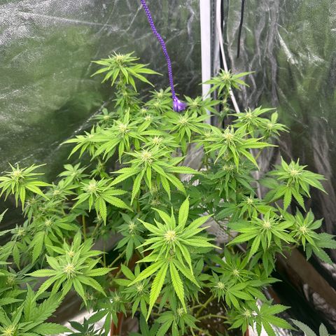 Gorilla Zkittlez growlog timeline photo