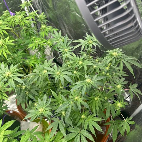 Runtz Muffin  growlog timeline photo