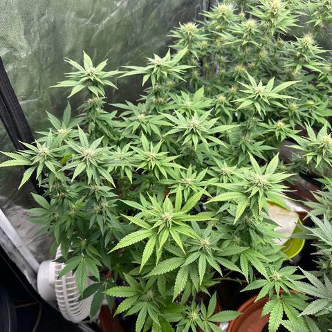 Liberty Haze growlog timeline photo