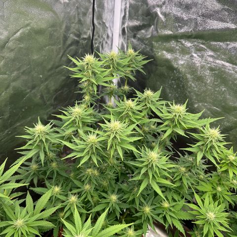Blue Sunset Sherbert growlog timeline photo