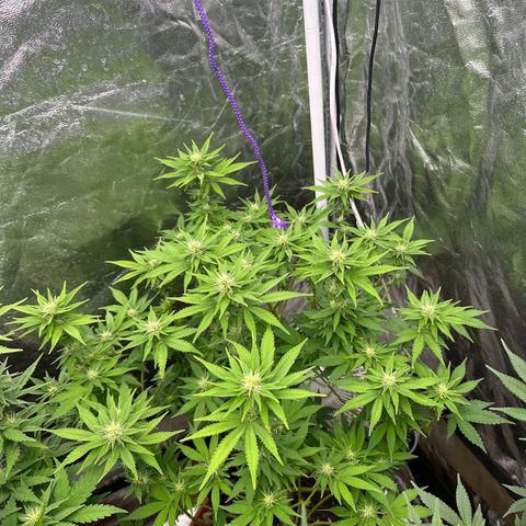 Gorilla Zkittlez growlog timeline photo