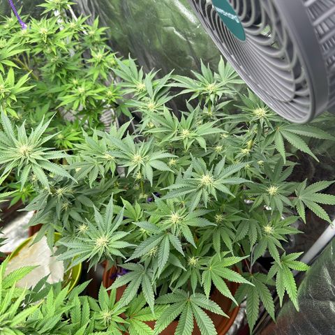Runtz Muffin  growlog timeline photo
