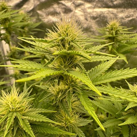 Blue Sunset Sherbert growlog timeline photo
