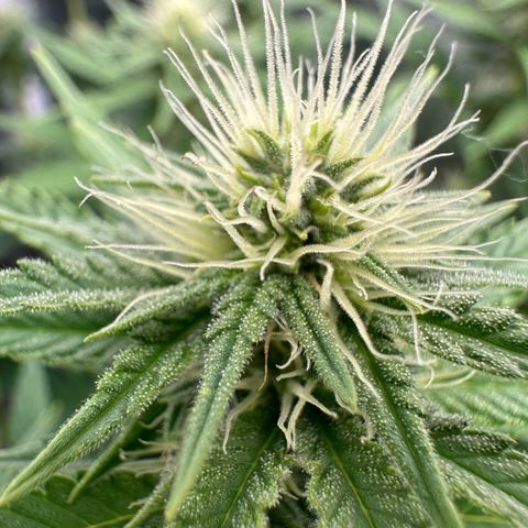 Blue Sunset Sherbert growlog timeline photo