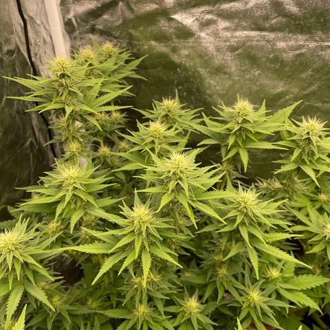 Blue Sunset Sherbert growlog timeline photo