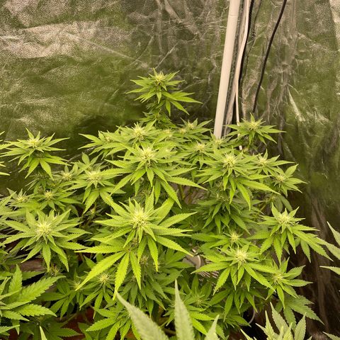 Gorilla Zkittlez growlog timeline photo