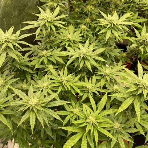 Liberty Haze growlog timeline photo