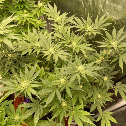 Runtz Muffin  growlog timeline photo