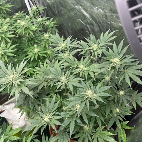 Runtz Muffin  growlog timeline photo