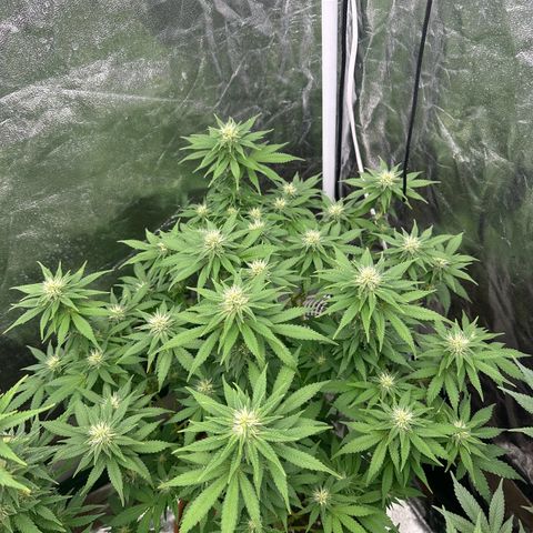 Gorilla Zkittlez growlog timeline photo
