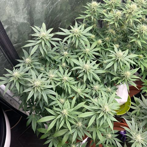 Liberty Haze growlog timeline photo