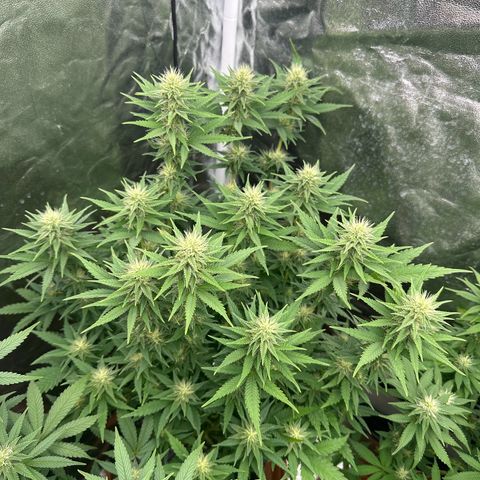 Blue Sunset Sherbert growlog timeline photo