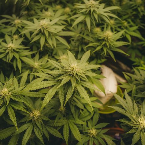 Liberty Haze growlog timeline photo