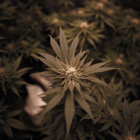Runtz Muffin  growlog timeline photo