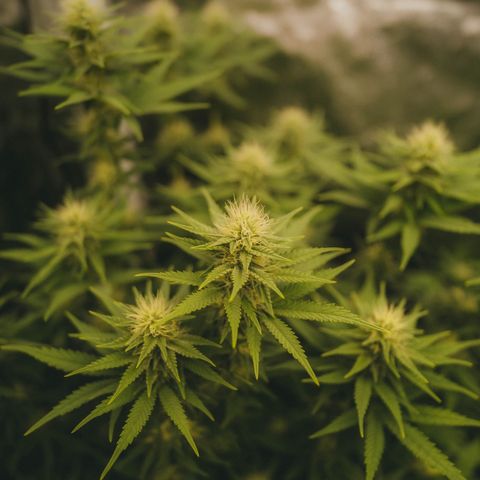 Blue Sunset Sherbert growlog timeline photo