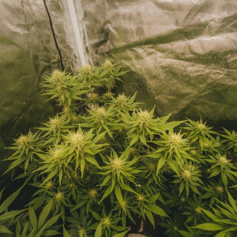 Gorilla Zkittlez growlog timeline photo