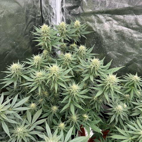 Gorilla Zkittlez growlog timeline photo