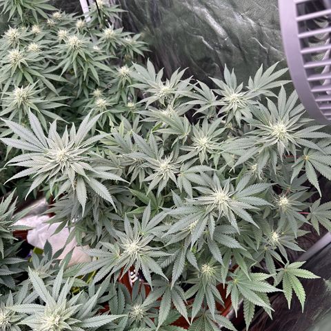 Runtz Muffin  growlog timeline photo