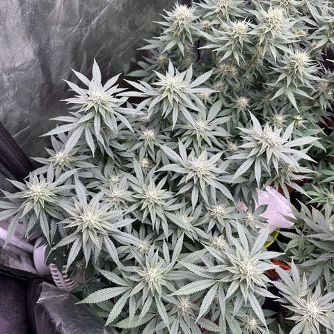 Liberty Haze growlog timeline photo