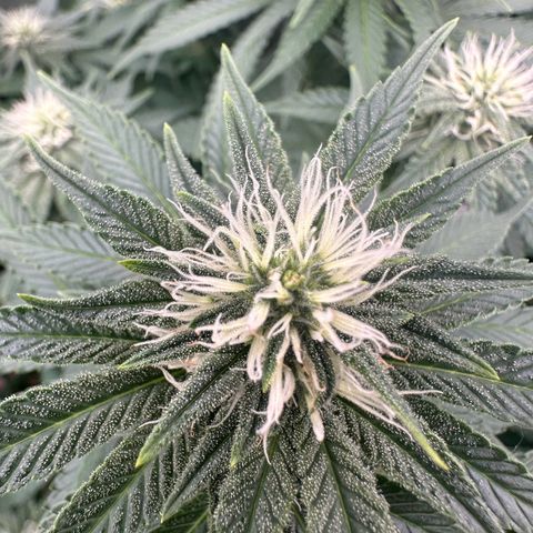 Gorilla Zkittlez growlog timeline photo