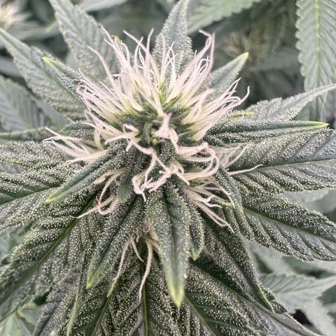 Gorilla Zkittlez growlog timeline photo