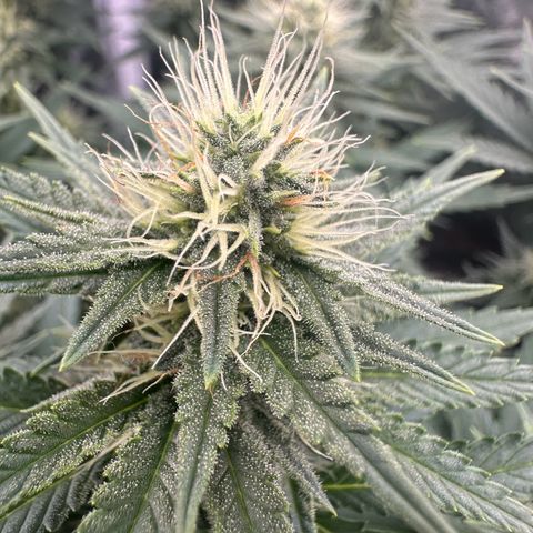 Blue Sunset Sherbert growlog timeline photo