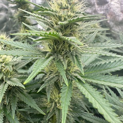 Blue Sunset Sherbert growlog timeline photo