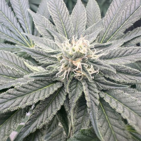 Runtz Muffin  growlog timeline photo