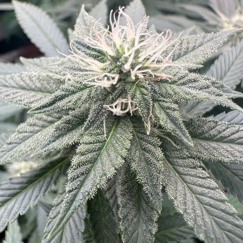 Runtz Muffin  growlog timeline photo