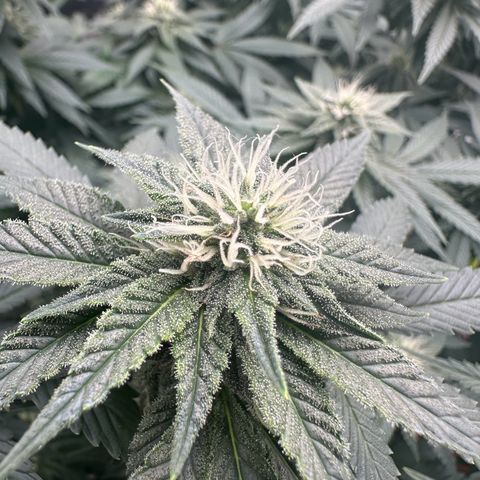 Liberty Haze growlog timeline photo