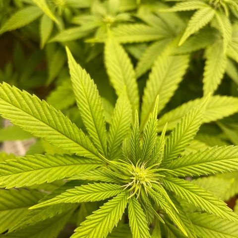 Liberty Haze growlog timeline photo