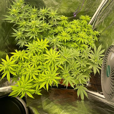 Liberty Haze growlog timeline photo