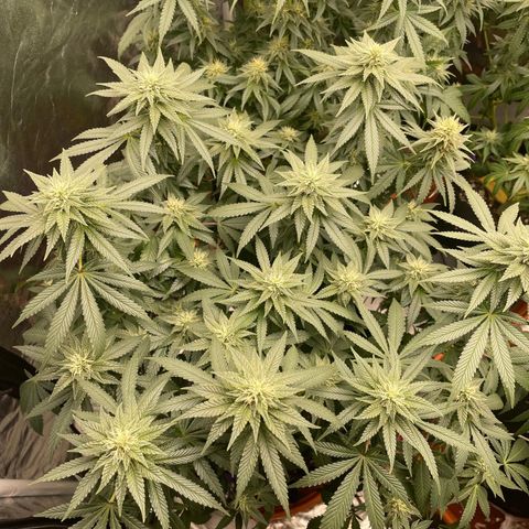 Liberty Haze growlog timeline photo